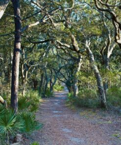Fototapeta Lesní cesta 2