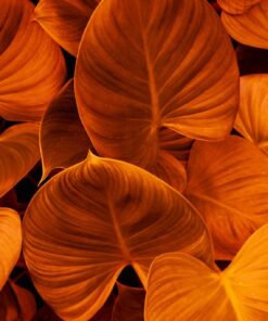 Samolepka na stěnu Orange Leaves