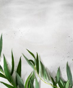 Fototapeta Listy na světle šedém pozadí