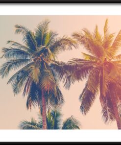 Kokosová palma plakát