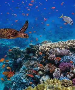 Fototapeta Korálový útes 4