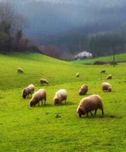 Fototapeta Pasení ovcí