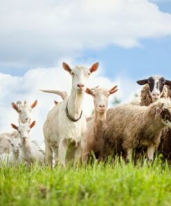 Fototapeta Ovce a kozy