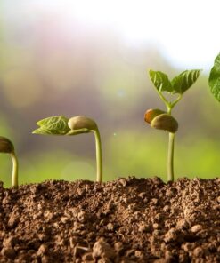 Fototapeta Klíčící rostliny