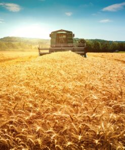 Fototapeta Zlatá pšeničná pole