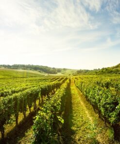 Fototapeta Solar Vineyard