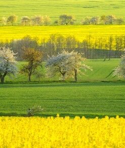Fototapeta Obilná pole