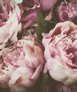 Fototapeta Pivoňka kytice