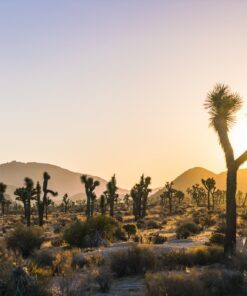 Fototapeta Park při západu slunce v USA