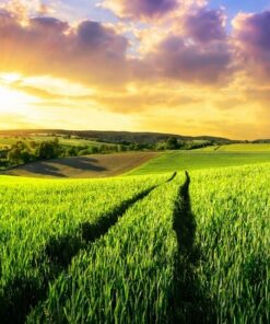 Fototapeta Green Fields