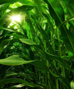 Fototapeta Corn Leaves