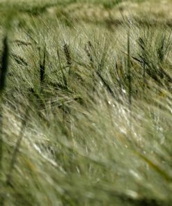 Fototapeta Grass blades