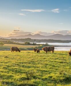 Fototapeta Krávy a jezero