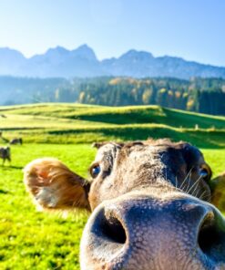 Samolepka na zeď Legrační kráva