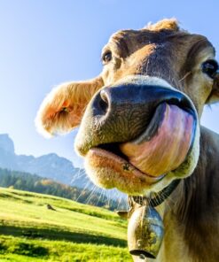 Fototapeta Kráva při jídle