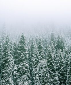 Fototapeta Zasněžený les