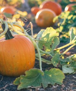 Fototapeta Pumpkins in the Garden