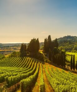 Fototapeta Vineyard in Toskánsko