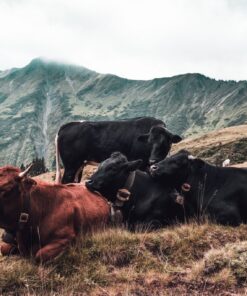 Fototapeta Stádo krav
