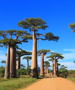 Fototapeta Baobabs by the Way