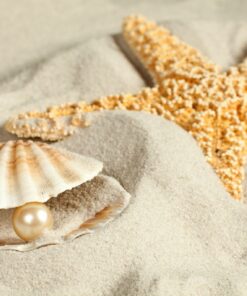 Fototapeta Hvězdice a mušle