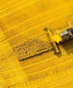 Fototapeta Kombajn na pšeničné pole