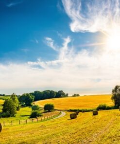 Fototapeta Letní kukuřice