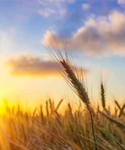 Fototapeta Wheat at West