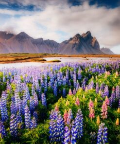 Fototapeta Lupin flowers