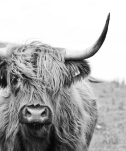 Fototapeta Highlander cow