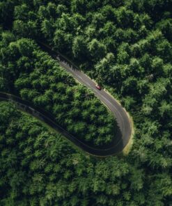 Fototapeta Cesta lesem 2