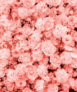 Fototapeta Coral Roses