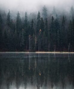 Fototapeta Drzewa Odbite w Wodzie