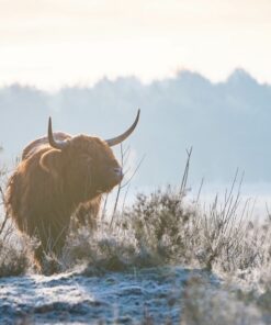 Fototapeta Bison in the Snow