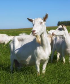 Fototapeta Stádo koz