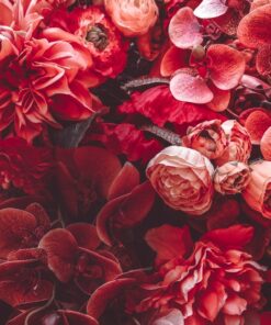 Fototapeta Červené květy 2