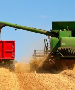 Fototapeta Summer Harvest