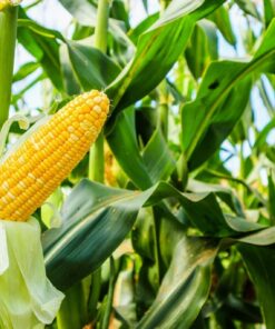 Fototapeta Kukuřičný klas