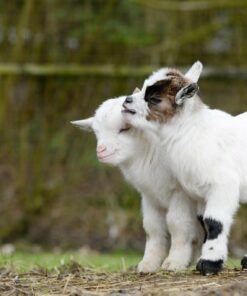 Fototapeta Dvě kozy