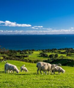 Fototapeta Novozélandská ovce