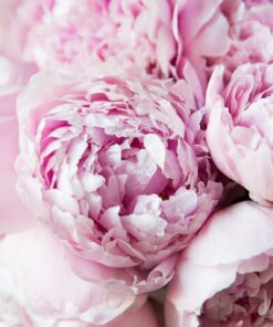 Fototapeta Pivoňka kytice 2