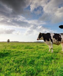 Fototapeta Krávy na pastvě