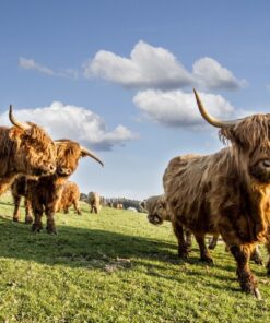 Fototapeta Horský dobytek