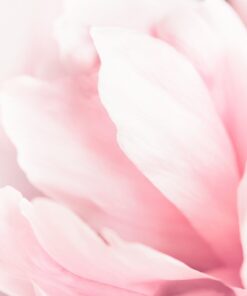 Fototapeta Pivoňka květ 2