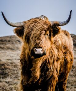 Fototapeta Portrét horské krávy