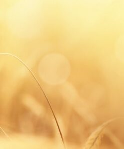 Fototapeta Solar Wheat Ears