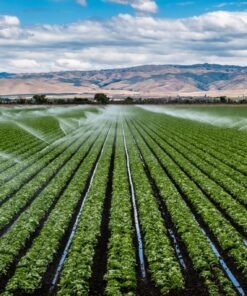 Fototapeta Zavlažování salátu