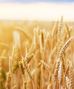 Fototapeta Pšeničné pole 2