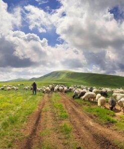 Fototapeta Stádo ovcí na hoře