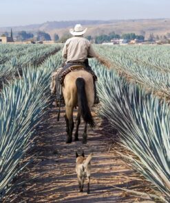Fototapeta Farmer in Agave Seeds